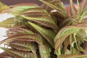 1710121635272388.png db9e24c1ed2133115a0f98116256961.png